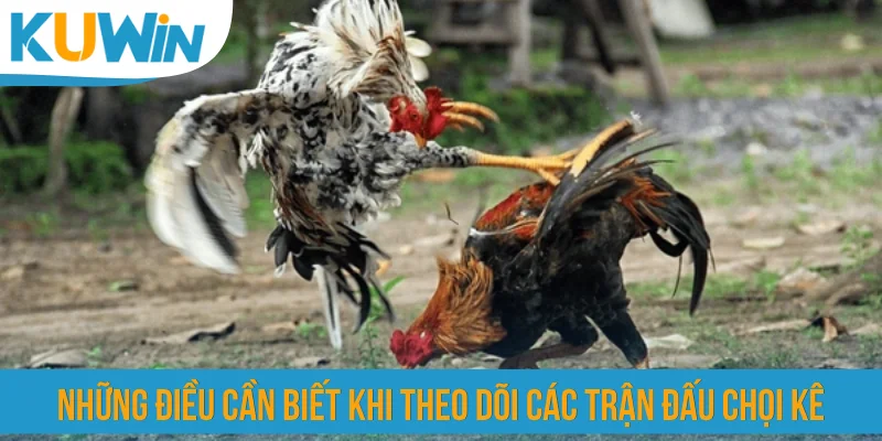 Những điều cần biết khi theo dõi các trận đấu chọi kê